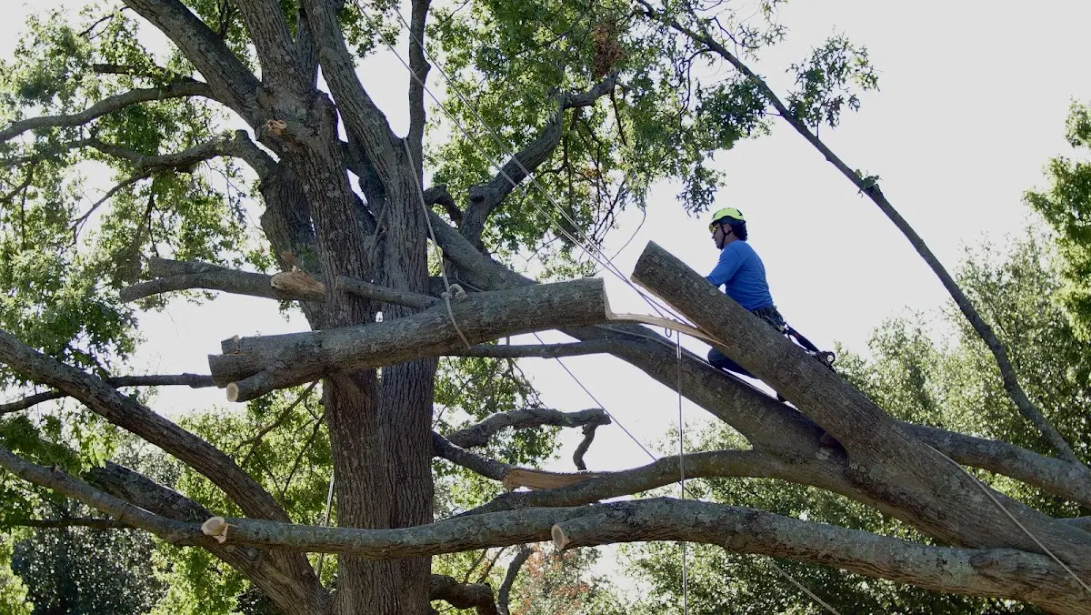 Professional Crown Thinning performed by certified arborists in Killarney